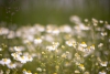 G11-Fieldday-2015_DSC5848